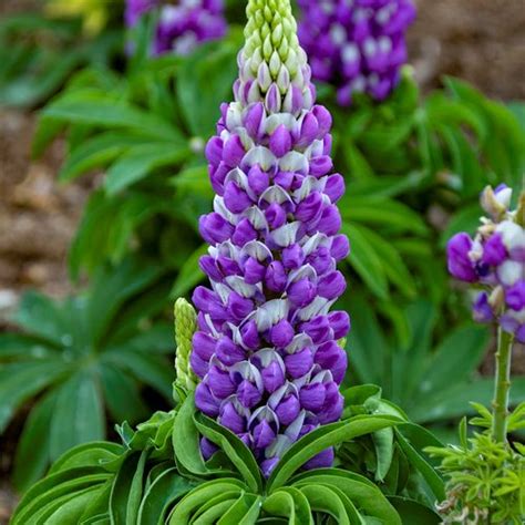 Growing Lupine Flowers – Planting & Caring for Lupinus | Garden Design