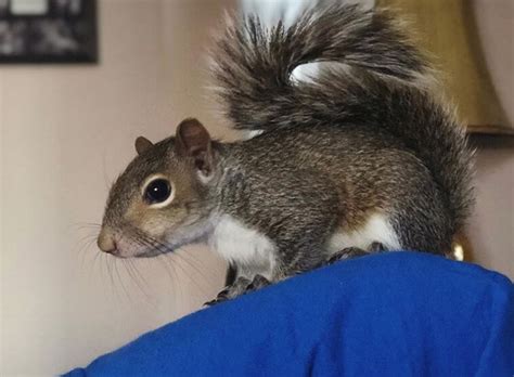 300+ Best Pet Squirrel Names (Cute, Funny, & Famous Names) | PetPress