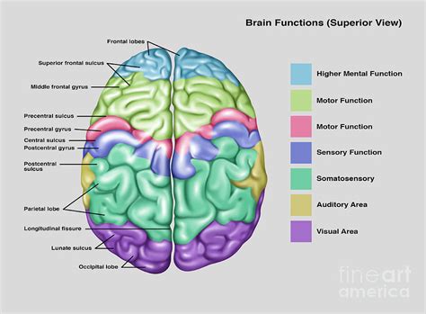 Brain Parts And Functions : Yasemin's extended project: Understanding ...