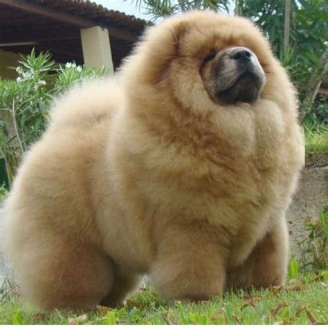 Pin by Mirela Aljic on Chow Chow | Fluffy dogs, Dog breeds, Cute puppies