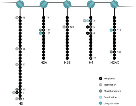 Histone modifications | Abcam