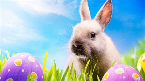 Spring Bunny Wallpaper - WallpaperSafari