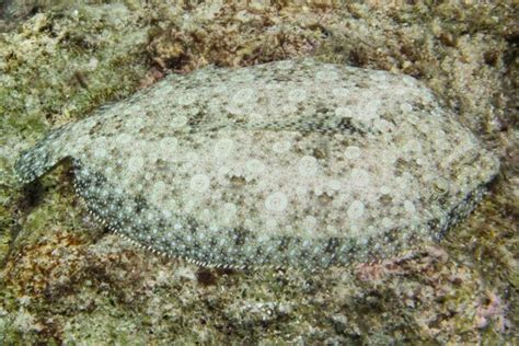 Camouflage - Peacock Flounder | Bonaire, Dutch Caribbean | Fish | Ocean, underwater | Pictures ...