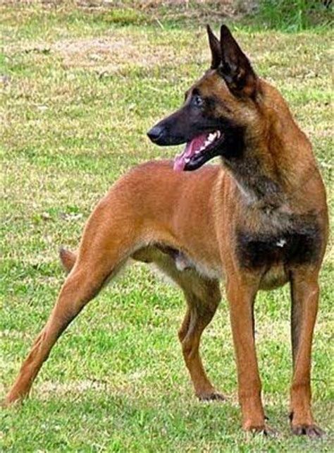 Image result for Mahogany Belgian Malinois | Belgian malinois dog, Malinois dog, Malinois