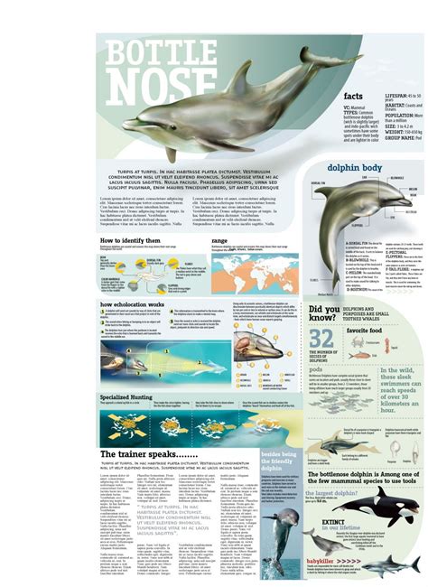 dolphin infographic - Google Search | Dolphin facts, Bottlenose dolphin, Dolphins