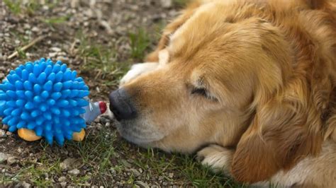 The Best Hedgehog Dog Toys for Hedgehog-Lovin' Dogs