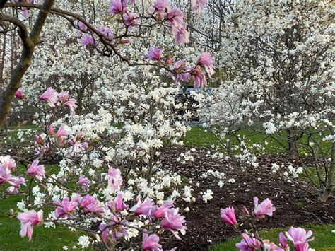 In the Gardens: The bloom of a magnolia tree | Beechwood