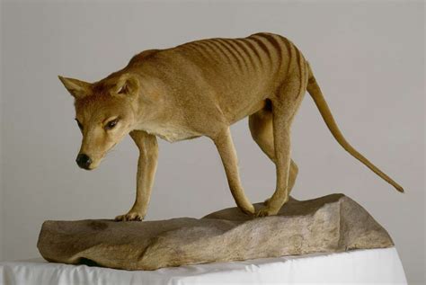 Facts About Tasmanian Tigers | Live Science