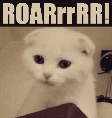 70+ Most Hilarious White Cat Meme & Funny White Cat Images | White cat meme, Funny cat jokes ...