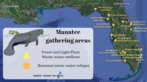 10 Interesting Facts about Florida Manatees | Manatee, Florida, Manatee florida