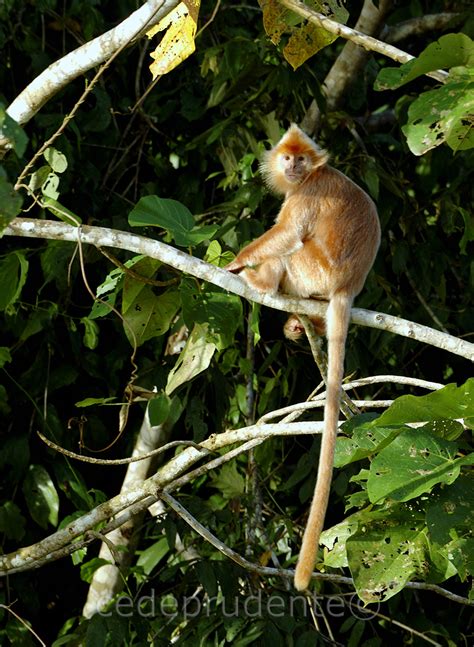 Borneo Safari: Primates of Borneo