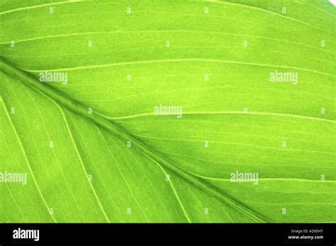 Leaf Close Up Texture Stock Photo - Alamy