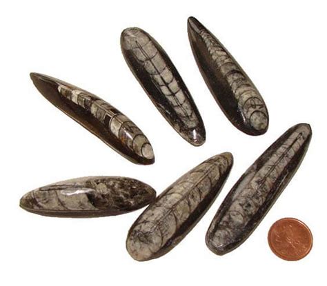 Where to Buy Orthoceras - The Meaning of Fossil Stones