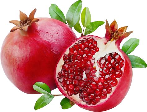 Pomegranate Clipart Printable Pomegranate Printable Transparent Free ...