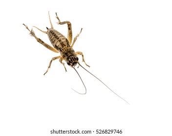 216 Gryllus assimilis Images, Stock Photos & Vectors | Shutterstock