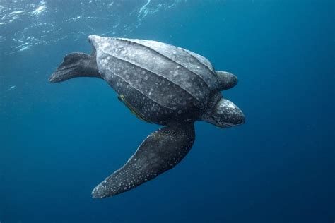 The Leatherback Sea Turtle, a Unique Giant - Nature Canada