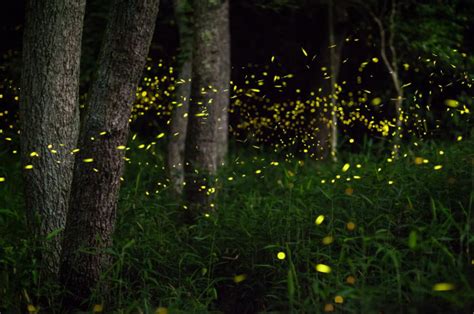 Lucciole: uno spettacolo della natura che raggiunge il suo picco tra ...