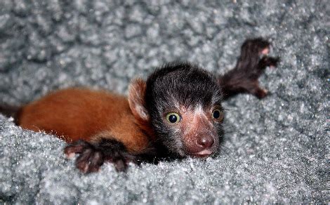 Little Lemurs Swing into Cleveland - ZooBorns