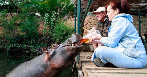 Meet Jessica, the World's Most Famous Hippo and a BIG Fan of Rooibos ...