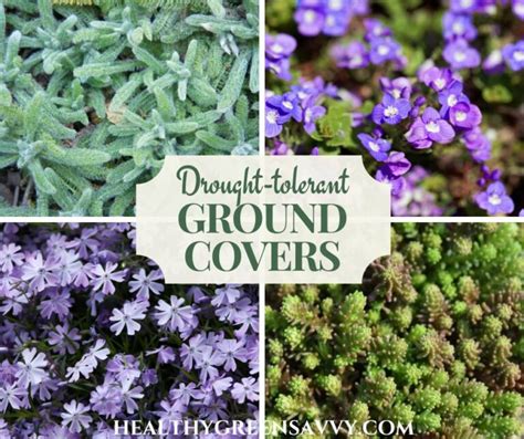 14 Drought-Tolerant Ground Covers Perfect for Drier Climates