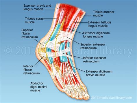 Anatomy of the Foot - Medical Art Library