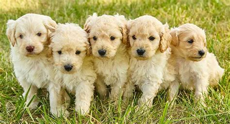 Mini Goldendoodle - The Miniature Poodle Golden Retriever Mix