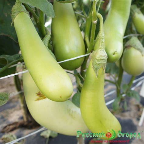 Eggplant Seeds Green - Etsy