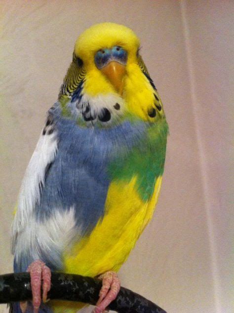 20 Rare Budgies ideas | budgies, parakeet, budgerigar