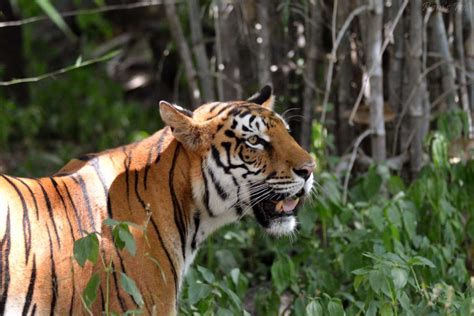 19 Best Tiger Reserves in India: Places to Go Tiger Spotting 2021