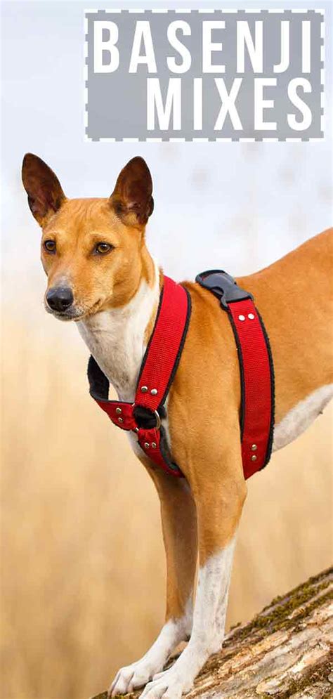 23+ Basenji Terrier Mix Puppies - l2sanpiero