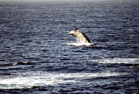 Baird’s Beaked Whale – "OCEAN TREASURES" Memorial Library