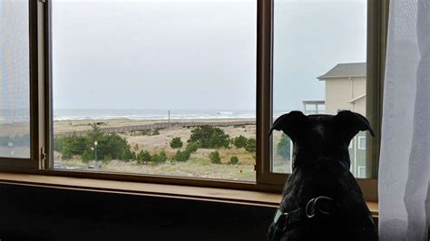 Adrift Hotel + Spa: The Perfect Dog-Friendly Hotel in Long Beach, Washington