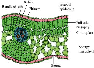 diagram leaf cell - Google Search | Plant science, Biology, Biology lessons