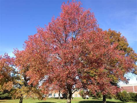 20 Different Types of Hardwood Trees - ProGardenTips