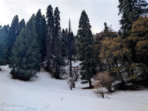 Ganjau Thatch - Trekking to the Snow-Covered Alpine of Shangarh