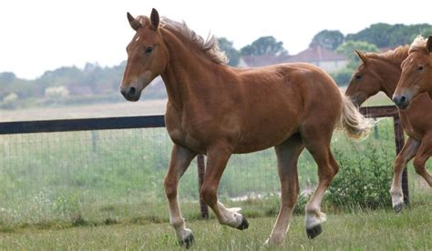 A Look at Some of the Most Common Red Horse Breeds - Helpful Horse Hints