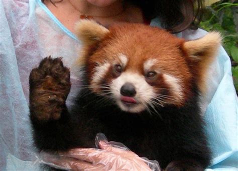 Şəkil:Red Panda Face.jpg - Vikipediya