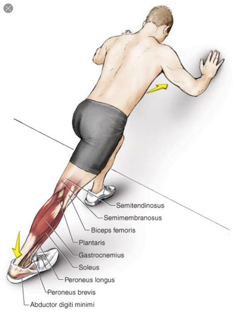 Muscle Exercises: Gastrocnemius Muscle Exercises