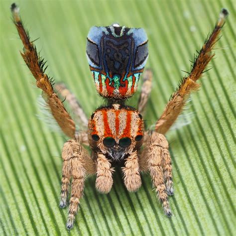 Peacock spiders - Museums Victoria