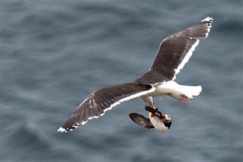 UK400ClubRareBirdAlert: ATLANTIC PUFFIN falls prey to Great Black-backed Gull