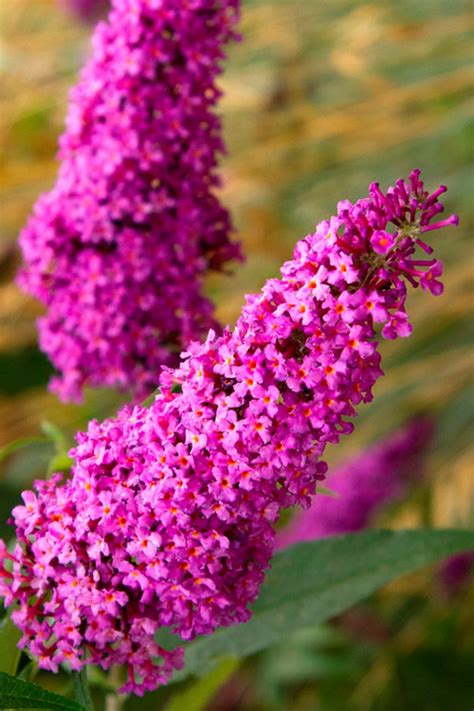 Buy Royal Red Butterfly Bush | FREE SHIPPING | Wilson Bros Gardens | 3 ...