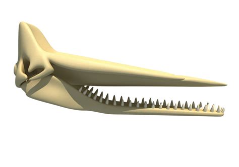 Sperm whale skull skeleton 3D model - TurboSquid 1306474