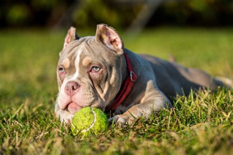 Pocket Bully Breeders: Top 9 Finest Picks