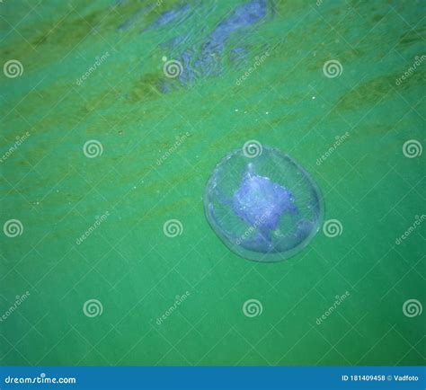 Marine Jellyfish, in a Natural Habitat Stock Photo - Image of nettle, ocean: 181409458