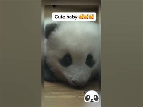 🐼BABY PANDA CRYING🥰 #asmr #asmrsounds #asmranimal #shorts #viralanimals #babypanda #pandalover ...