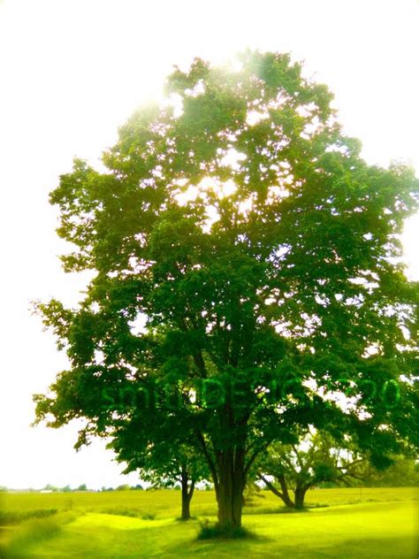 Tree Photography, Summer Tree Photo, Landscape Photo, Green Trees, Home Decor, Tree Wall Art, by ...