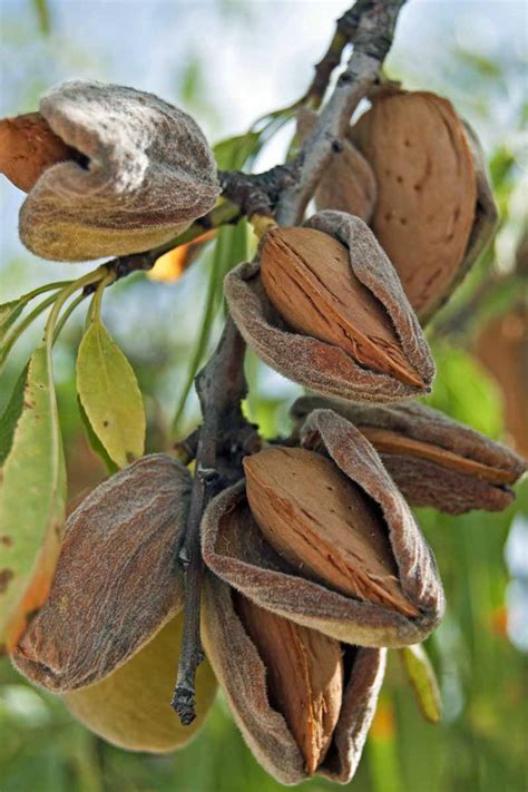 How to Plant, Grow, and Care for Almond Trees | Gardener's Path