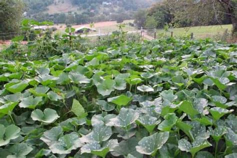 The Best Squash Companion Plants for Your Backyard Garden