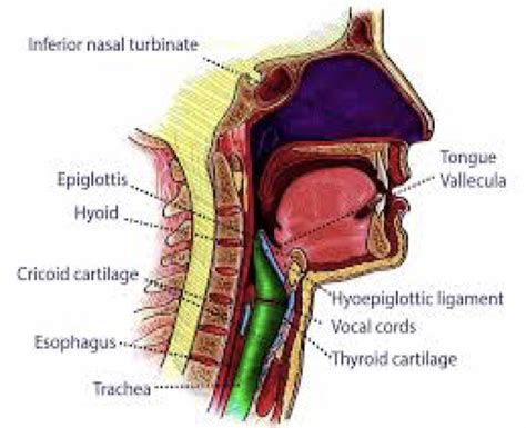 Mouth anatomy - Castle & Spark