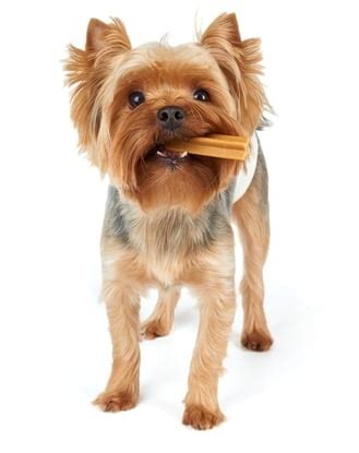 Top 5 Best Dog Dental Treats & Chews for Dogs' Oral Health in 2017